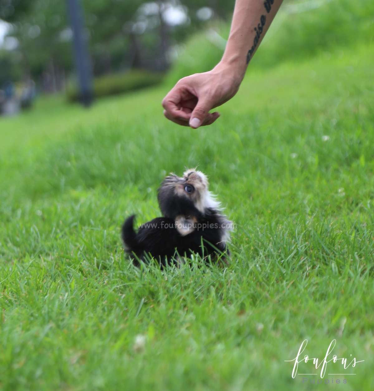 Stewart - Morkie M.