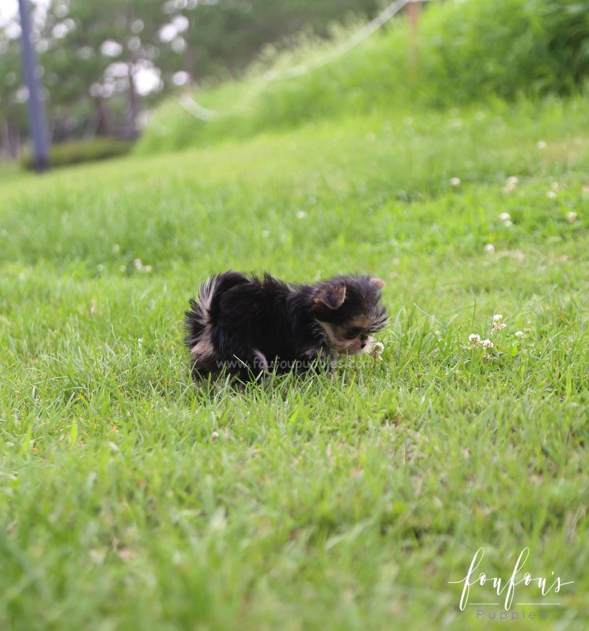 Stewart - Morkie M.