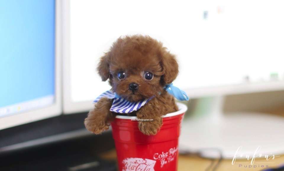 Ted - Poodle M.