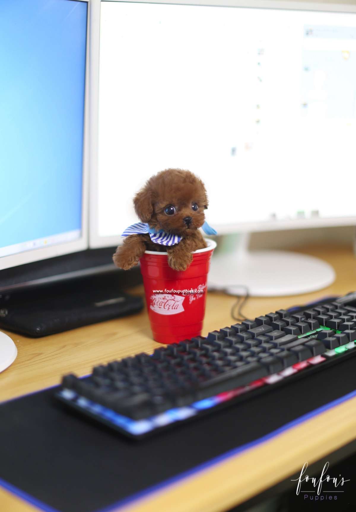 Ted - Poodle M.
