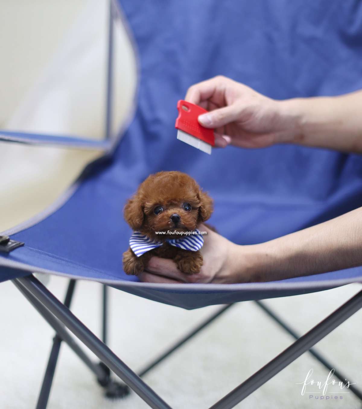 Ted - Poodle M.