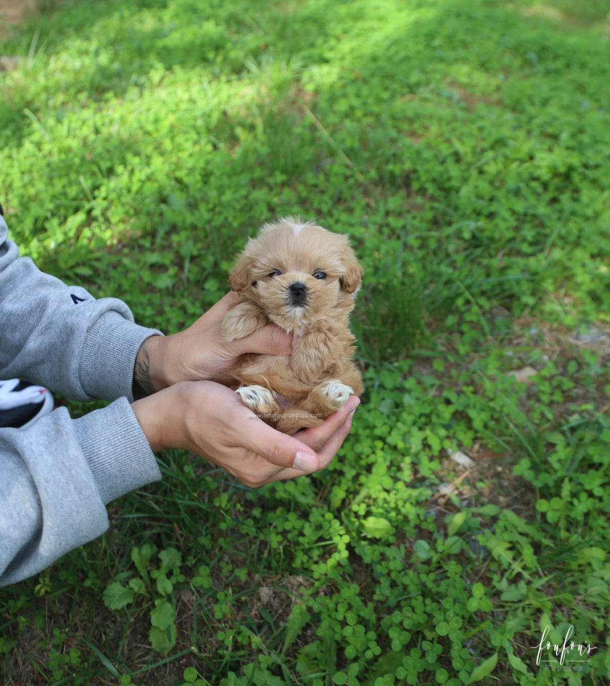 Roku - Maltipoo M.