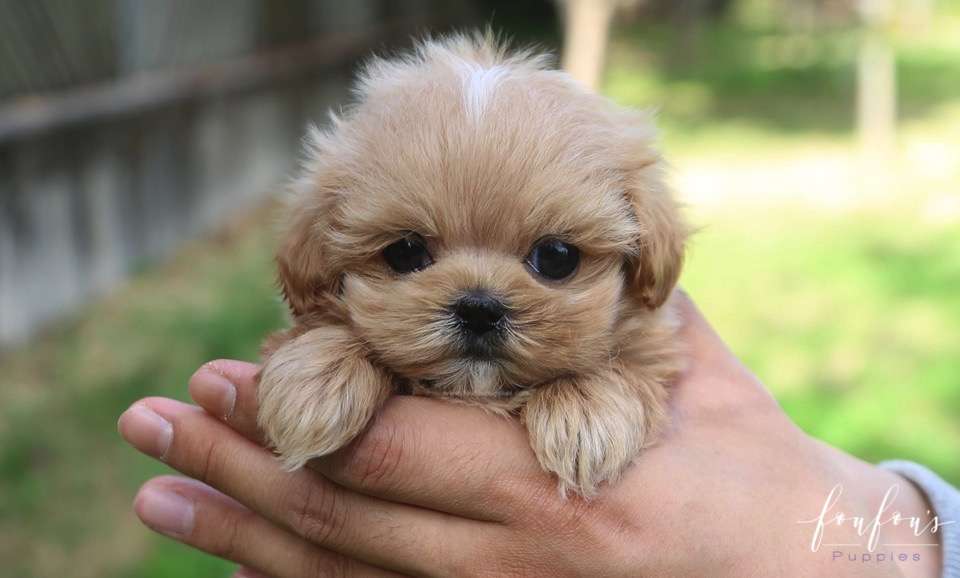 Roku - Maltipoo M.