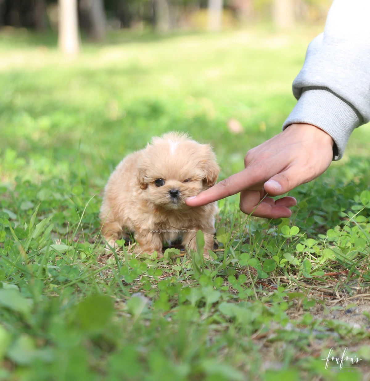 Roku - Maltipoo M.