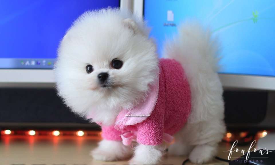 Adele - Pomeranian F.