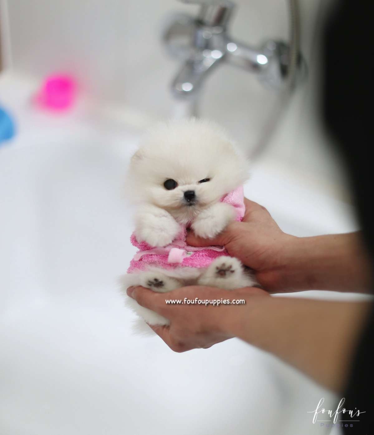 Adele - Pomeranian F.