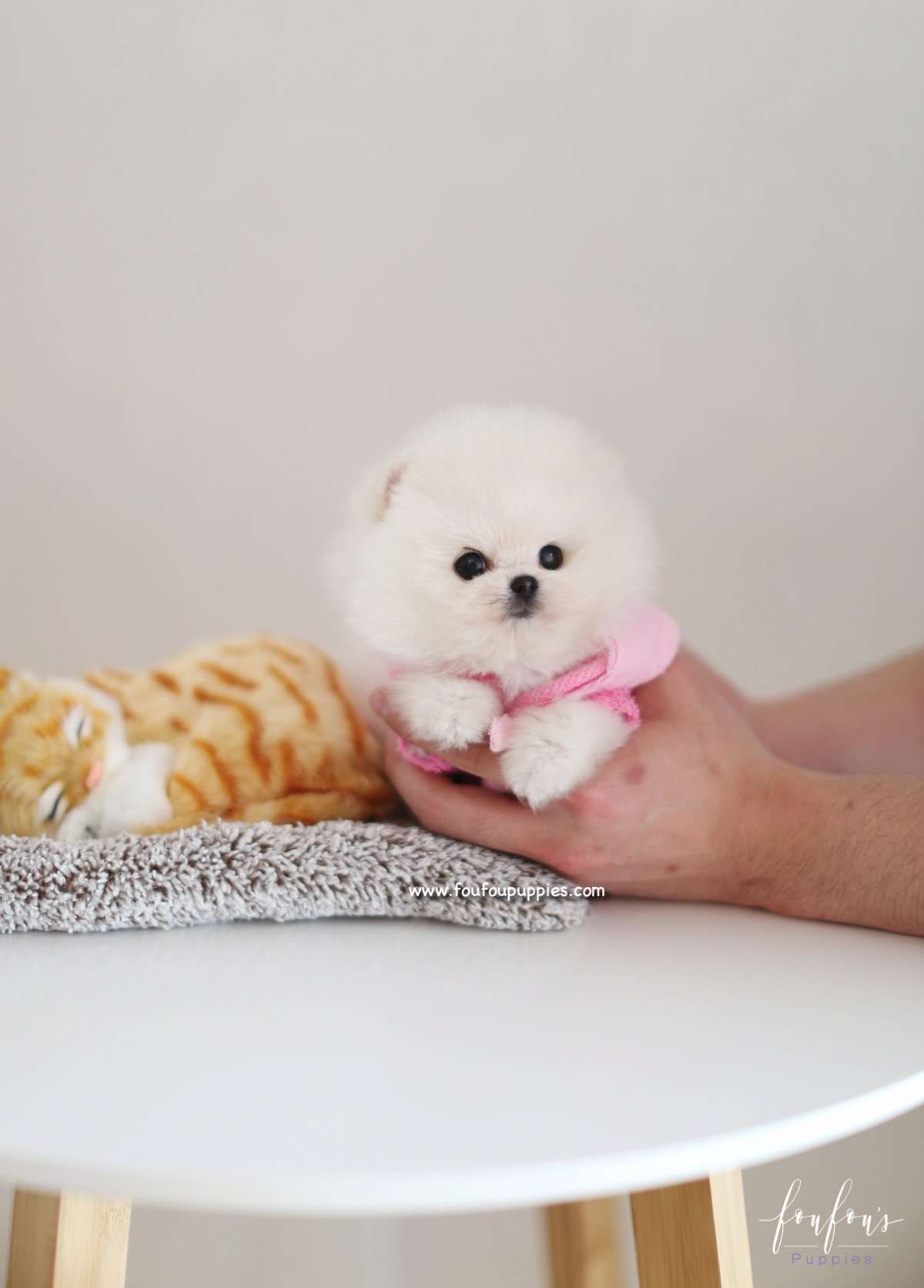 Adele - Pomeranian F.