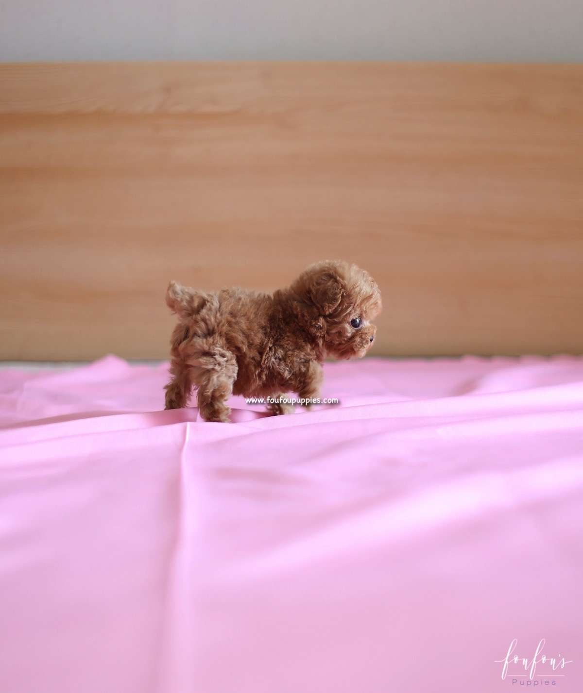 Lilly - Maltipoo F.