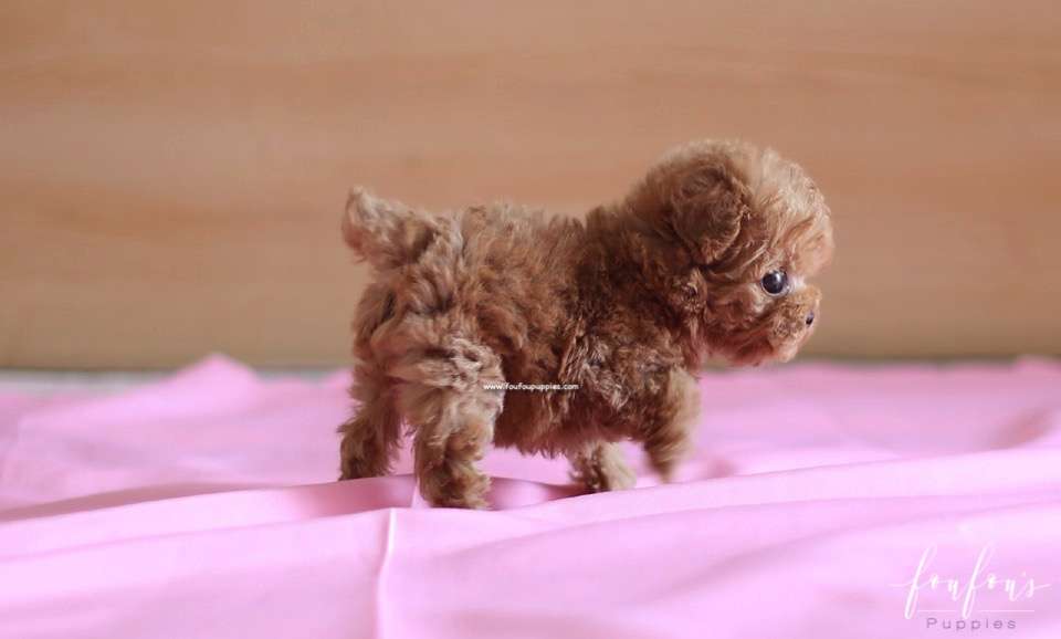 Lilly - Maltipoo F.