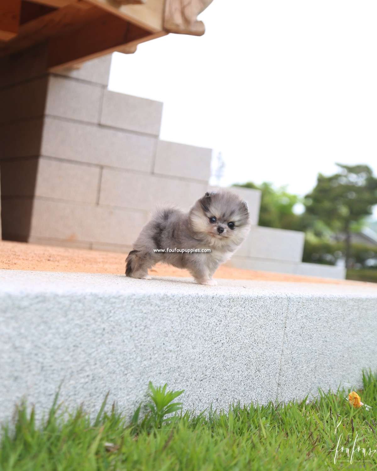 Izzy - Pomeranian F.