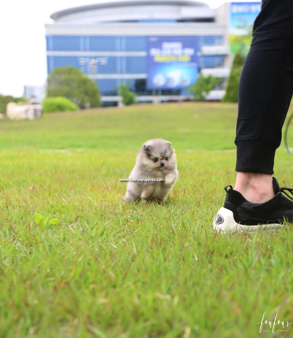 Izzy - Pomeranian F.
