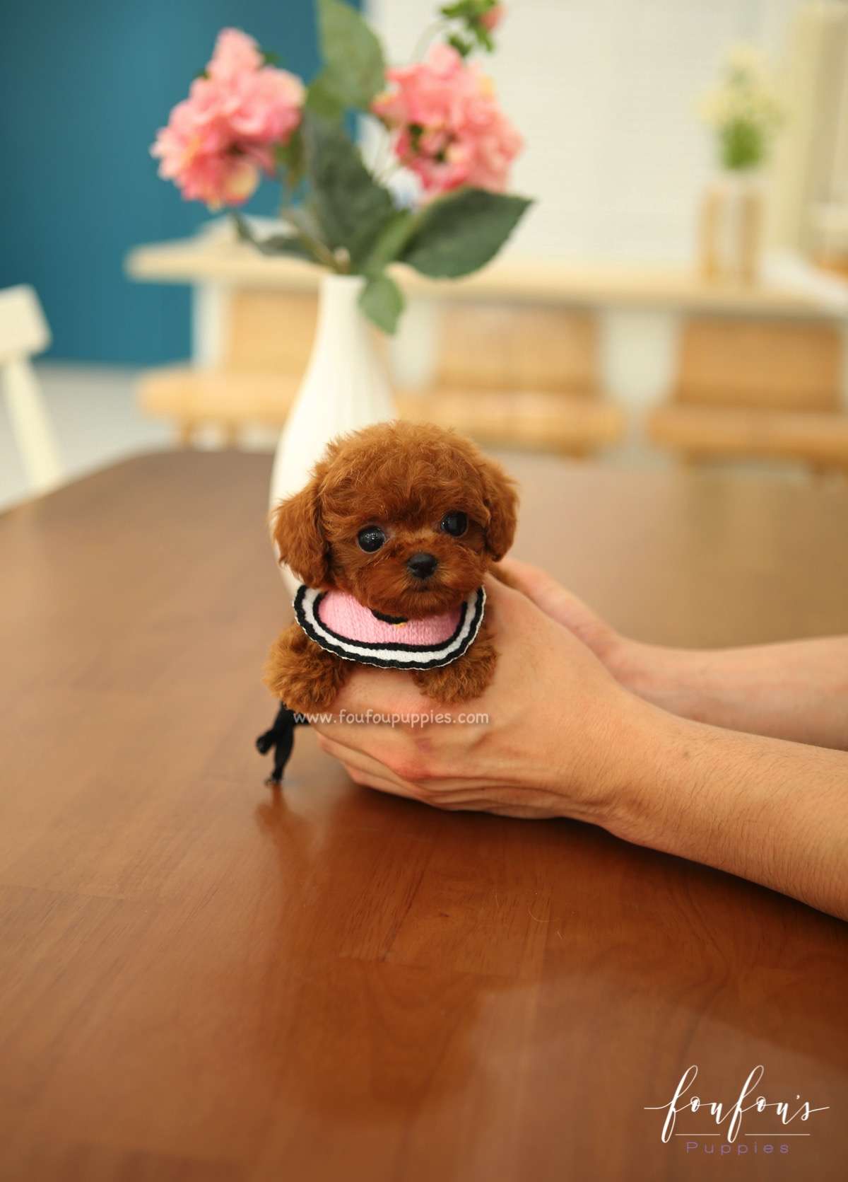 Nala - Poodle F.