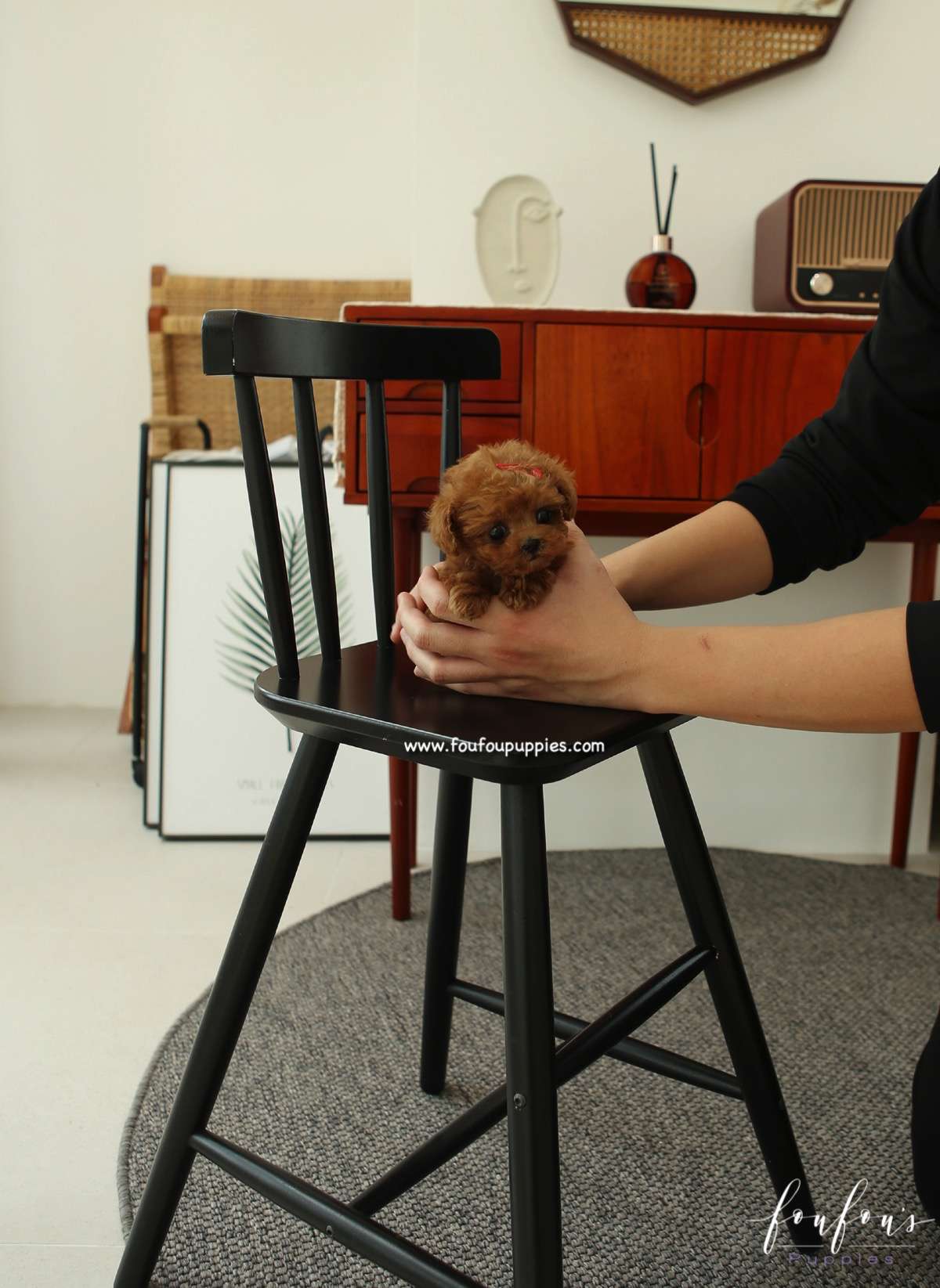 Nala - Poodle F.