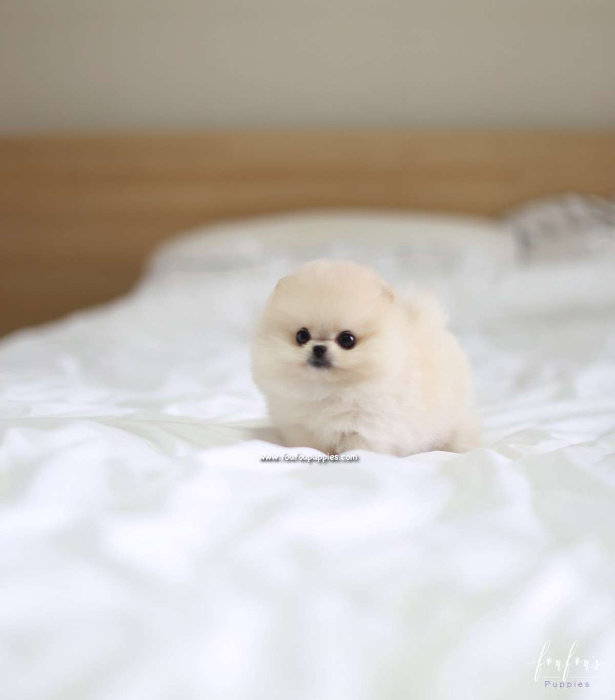 Lola - Pomeranian F.