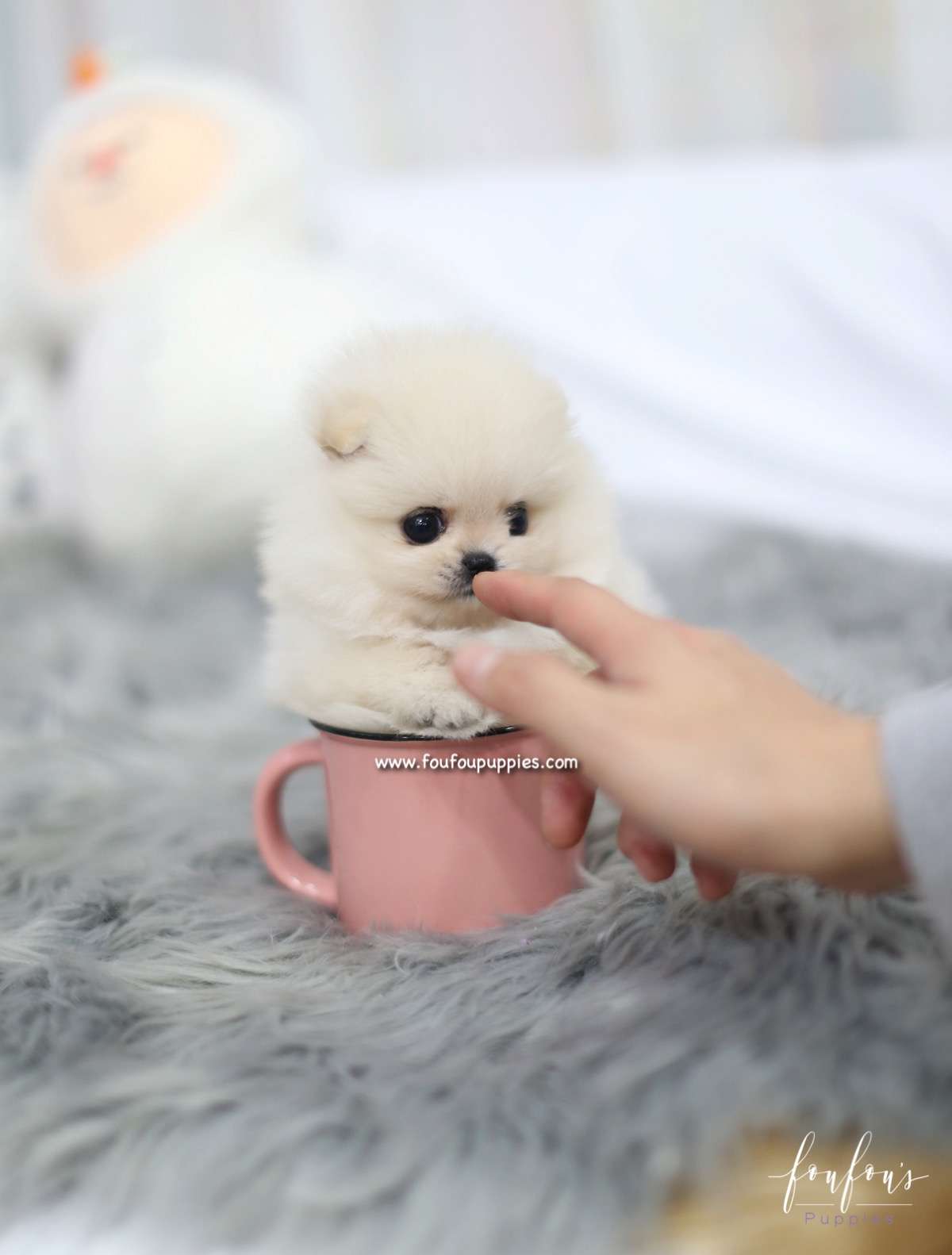 Nala - Pomeranian F.