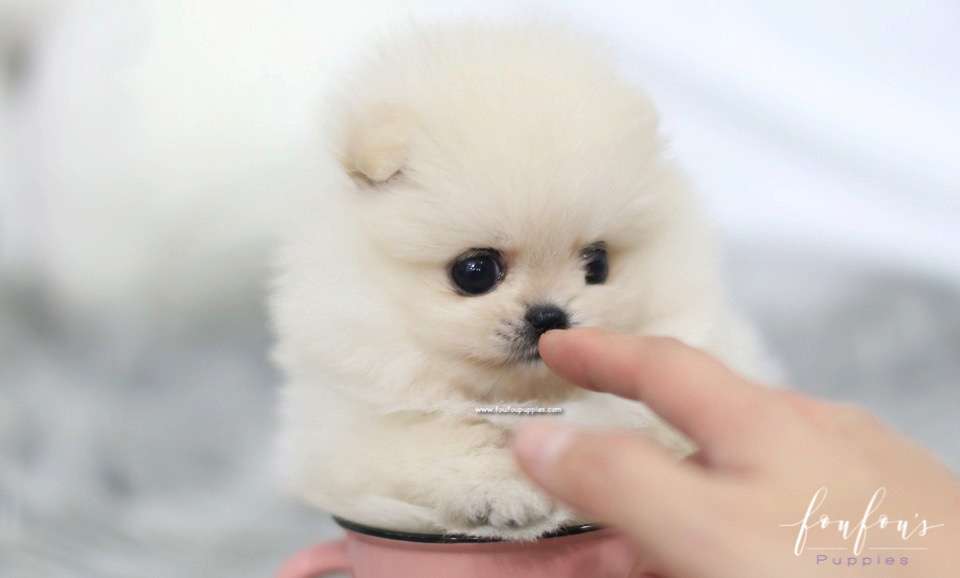 Nala - Pomeranian F.