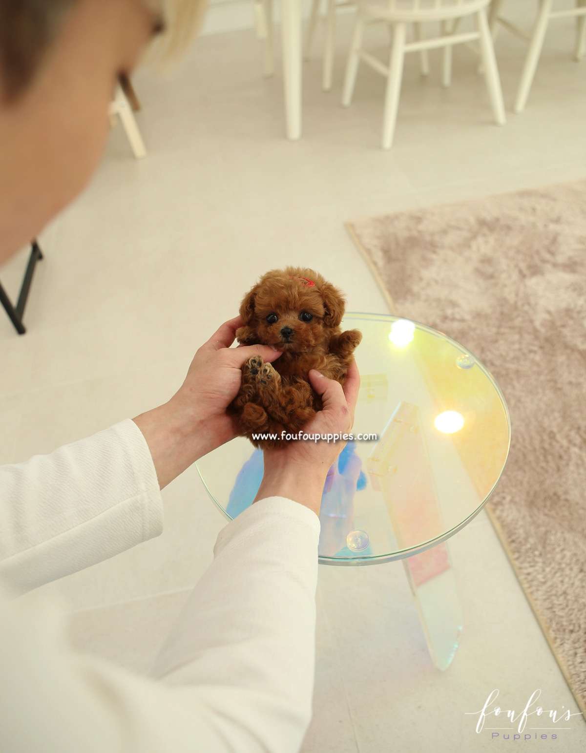Nala - Poodle F.
