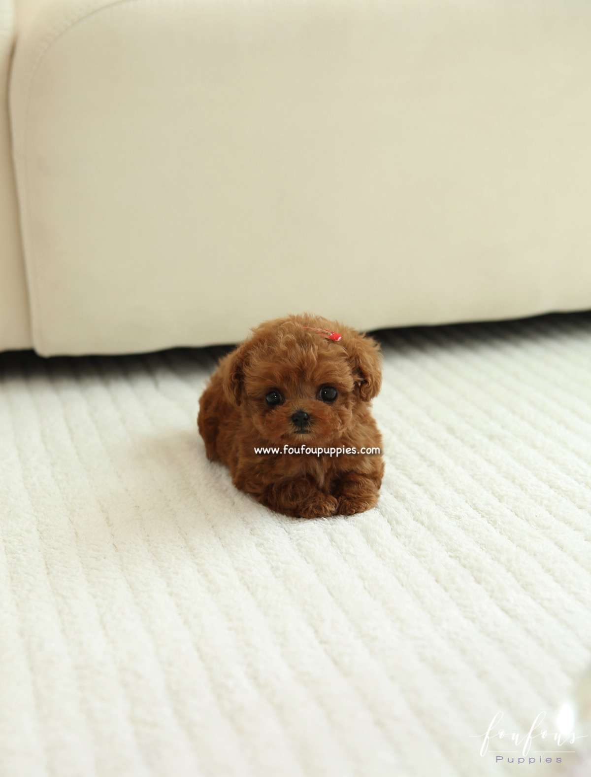 Nala - Poodle F.