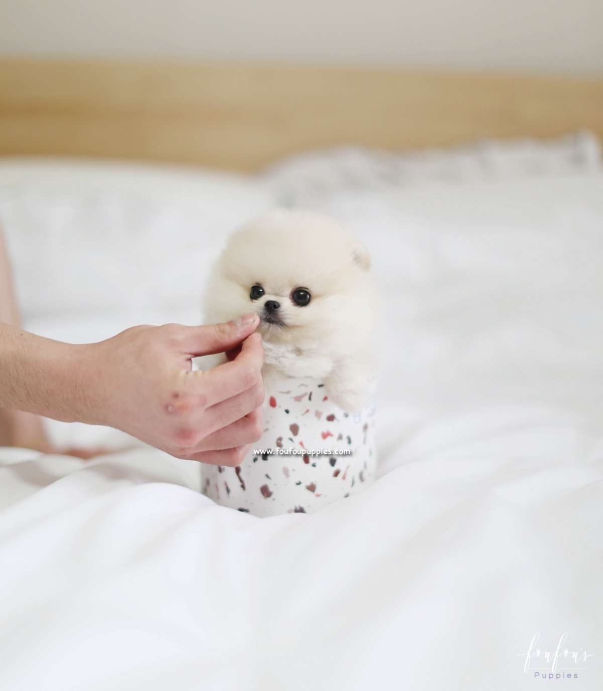 Lola - Pomeranian F.