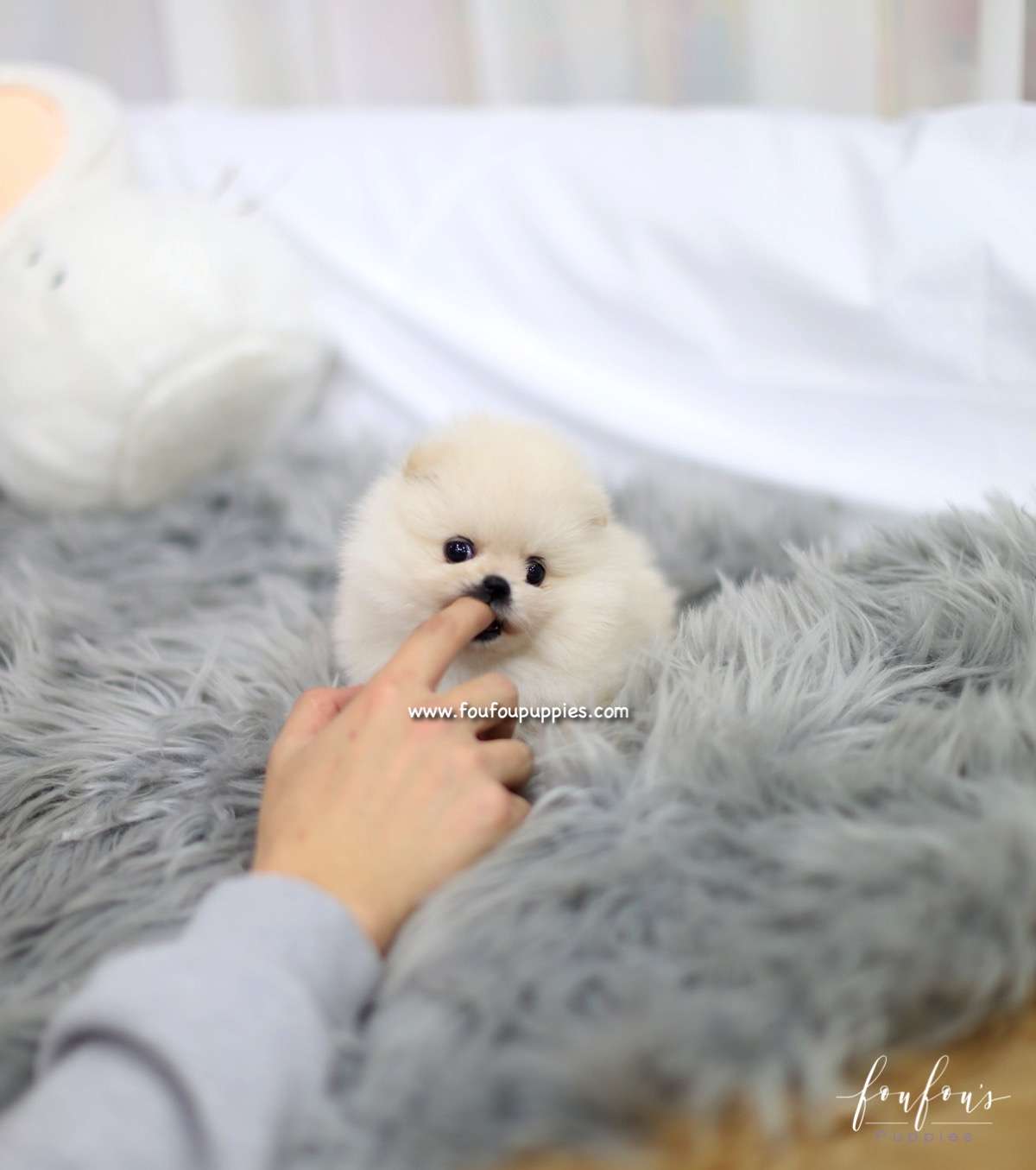 Nala - Pomeranian F.
