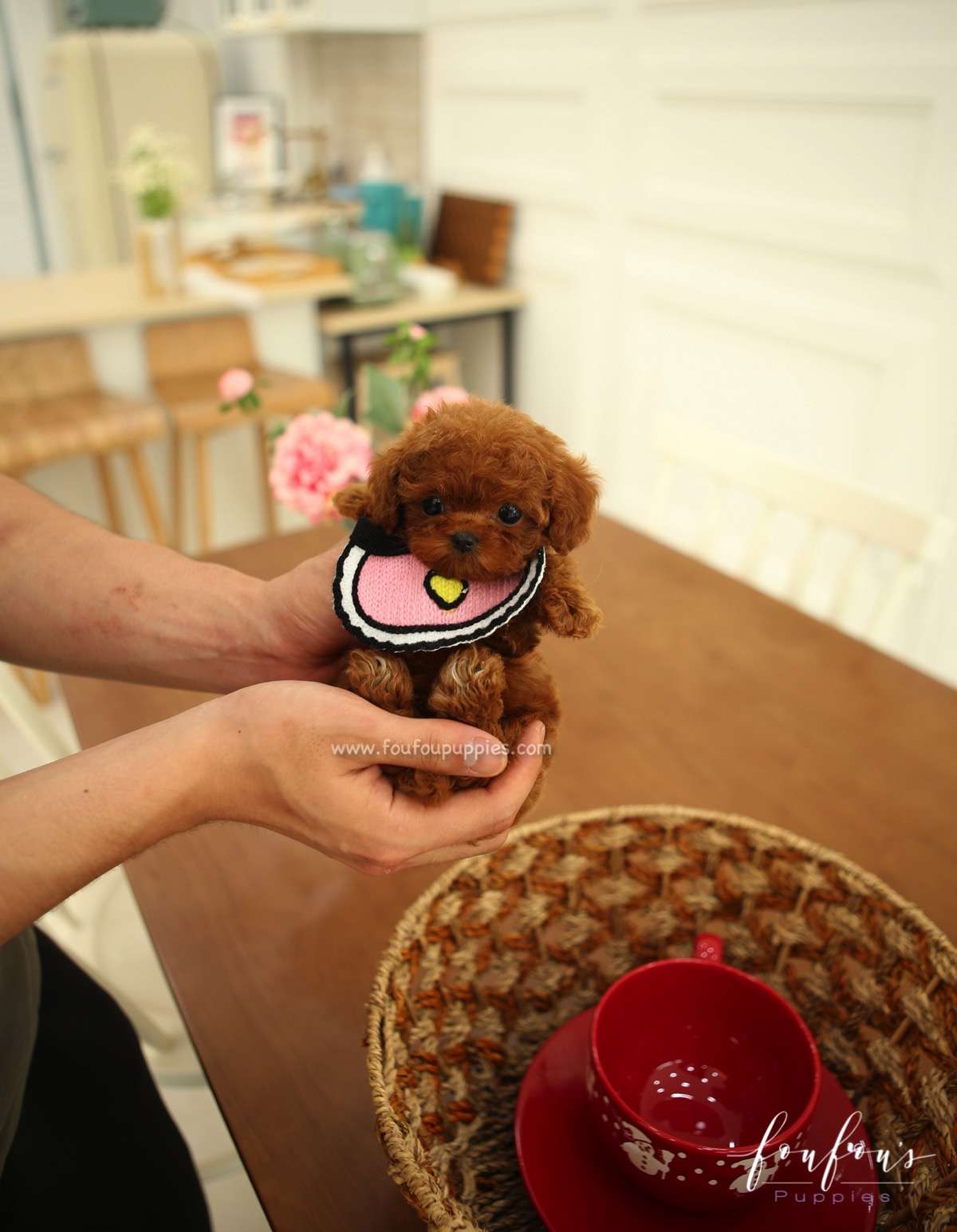 Nala - Poodle F.