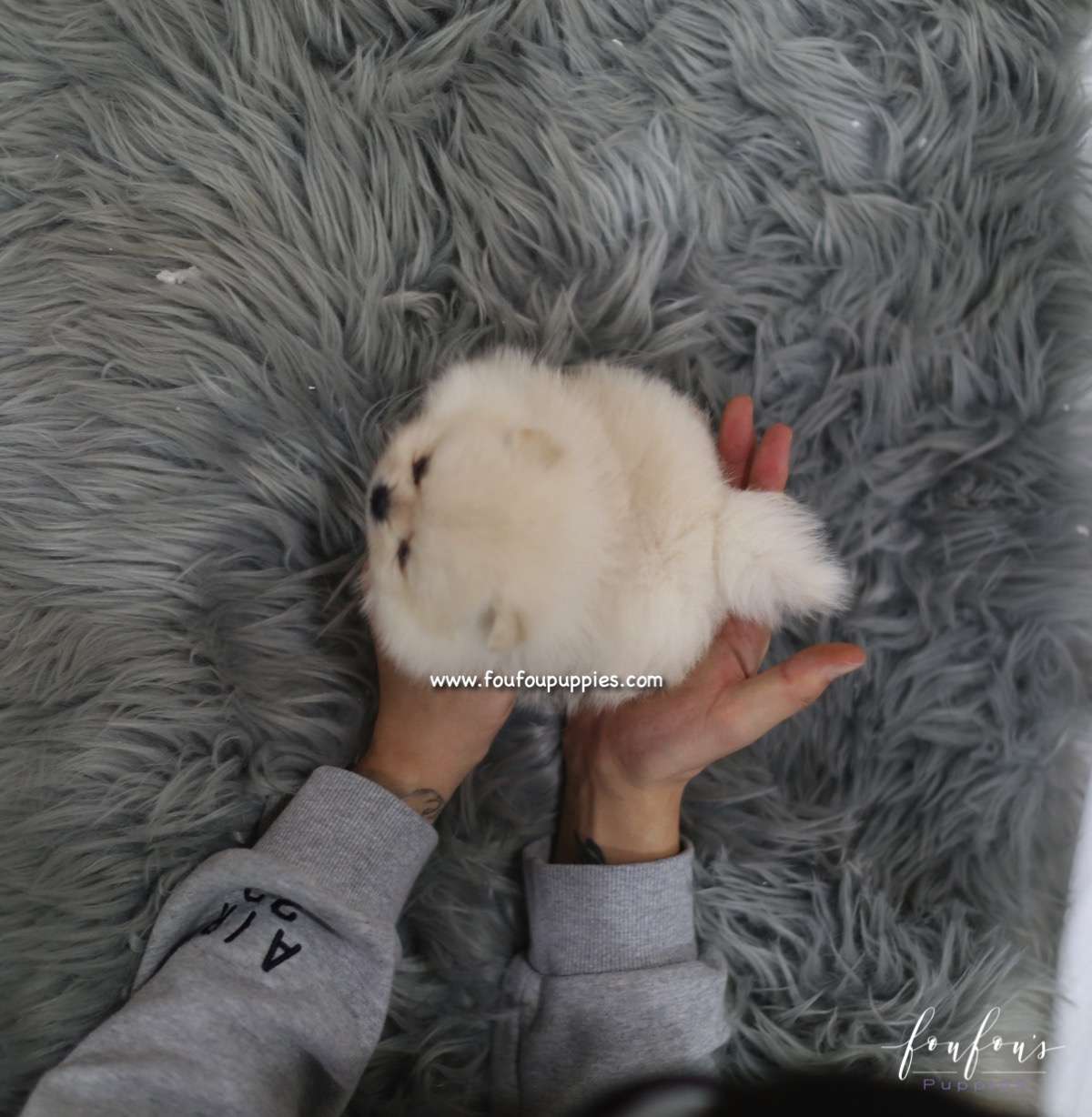 Nala - Pomeranian F.