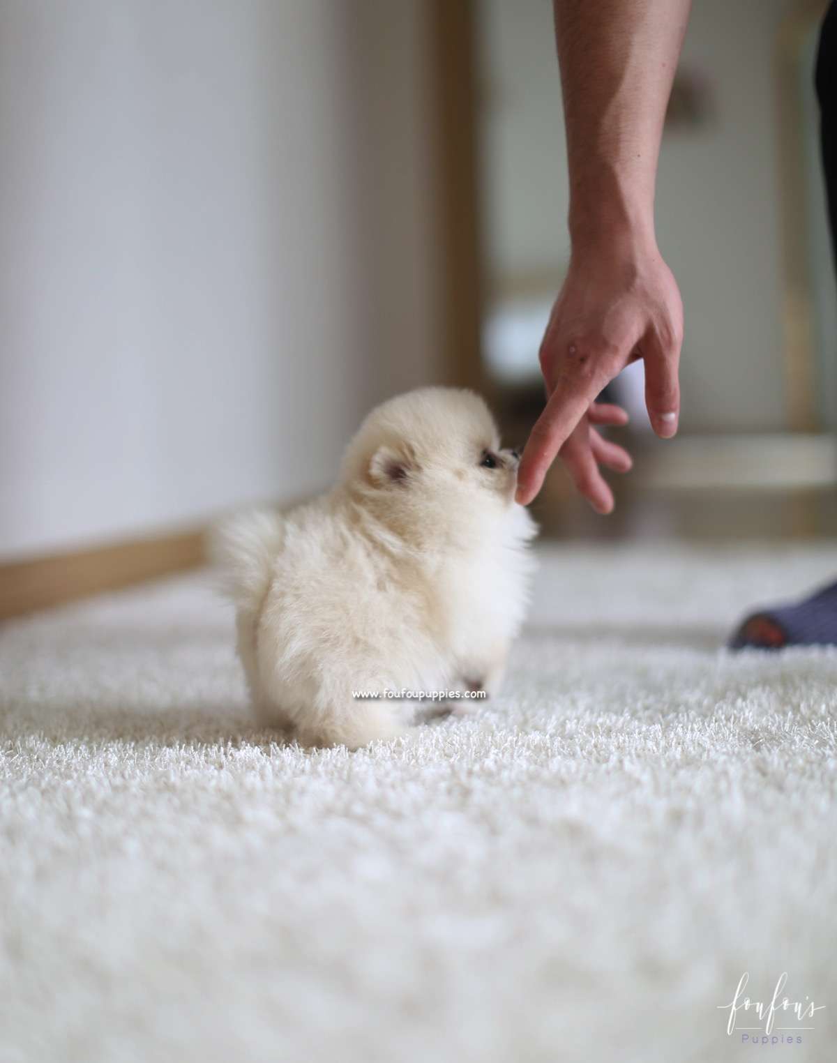 Lola - Pomeranian F.