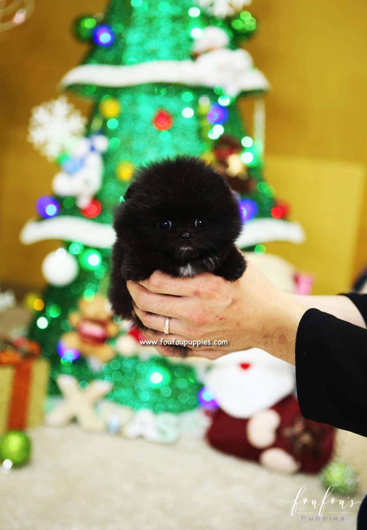Almaz - Pomeranian F.