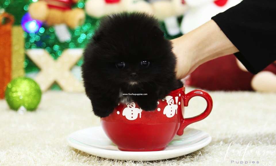 Almaz - Pomeranian F.