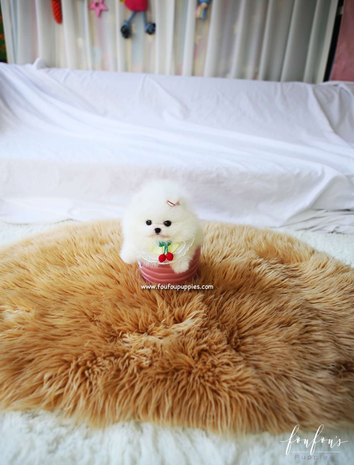 Twinkle - Pomeranian F.