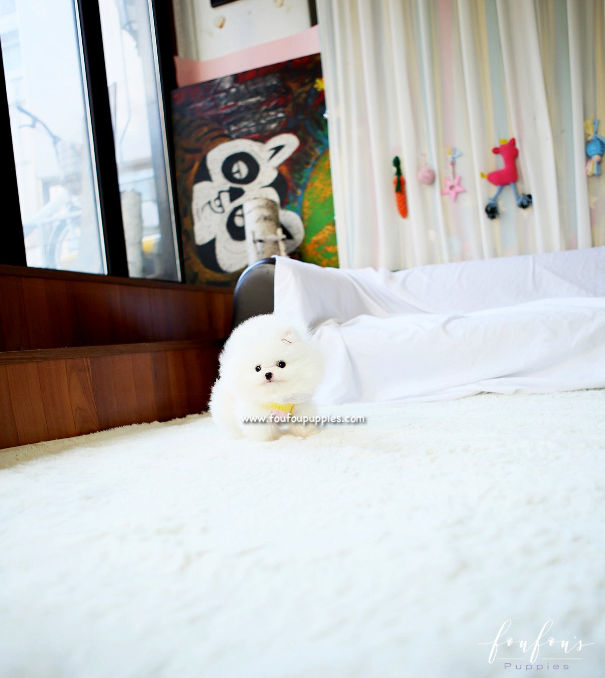 Twinkle - Pomeranian F.