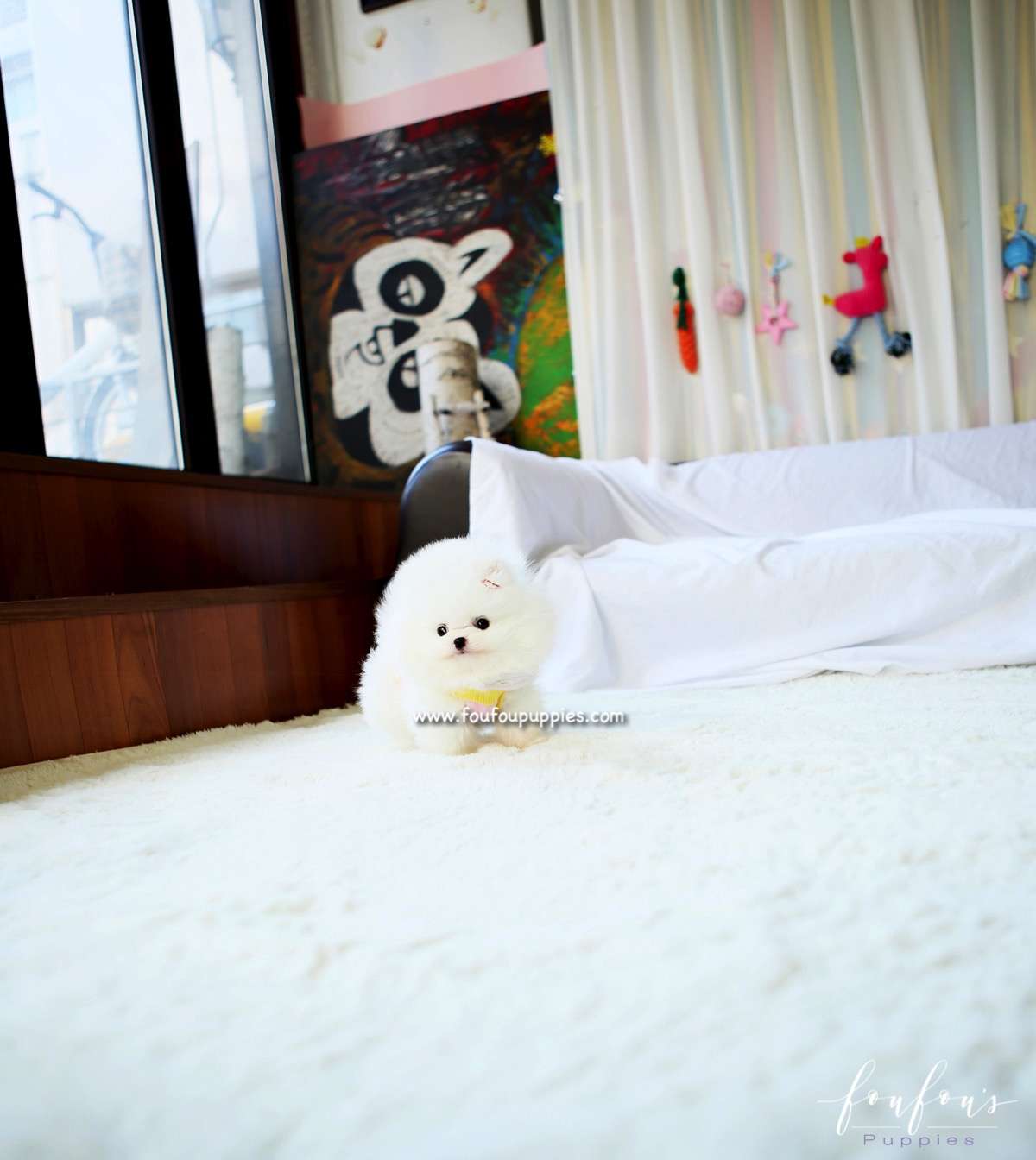 Twinkle - Pomeranian F.