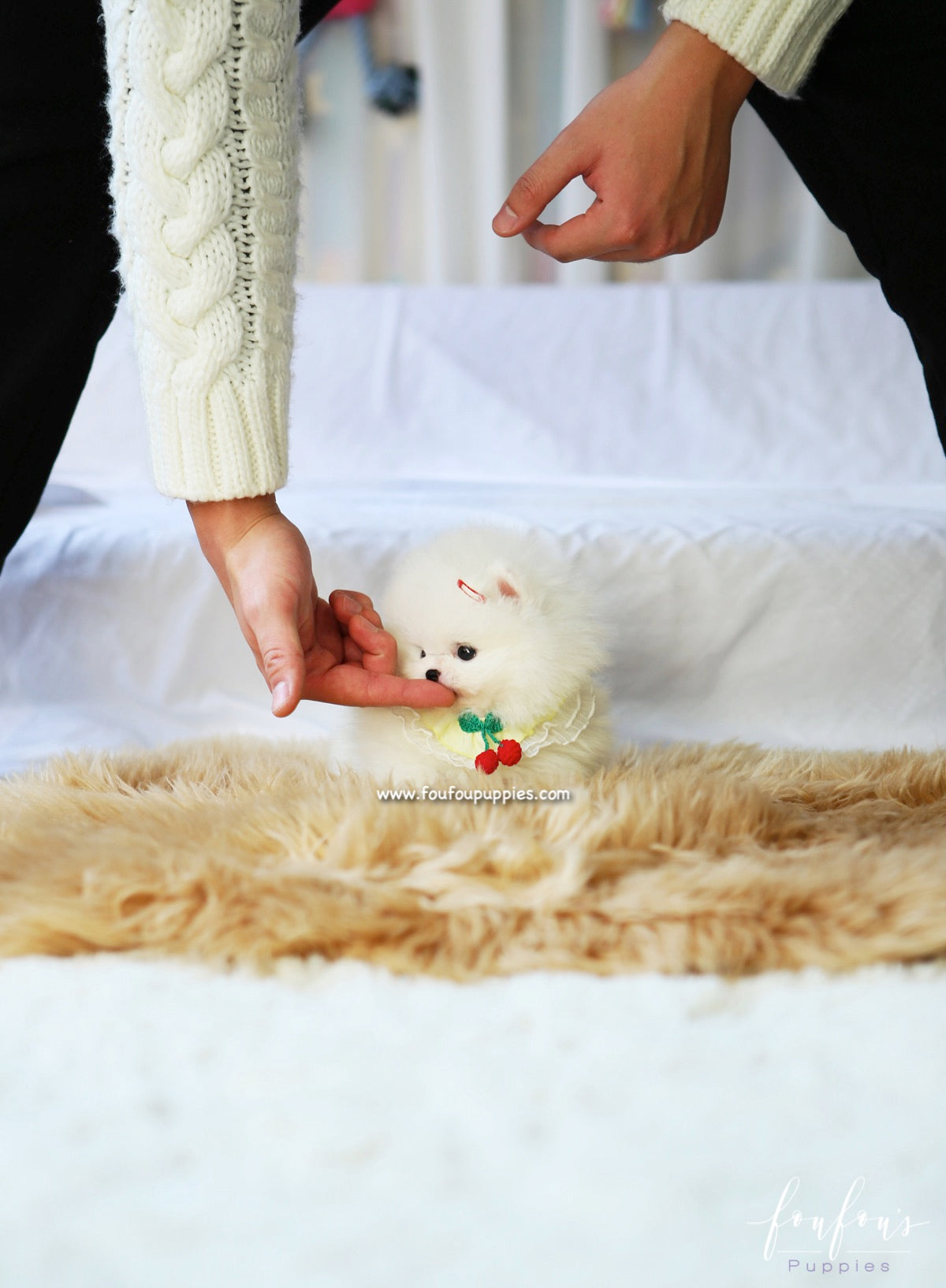 Twinkle - Pomeranian F.