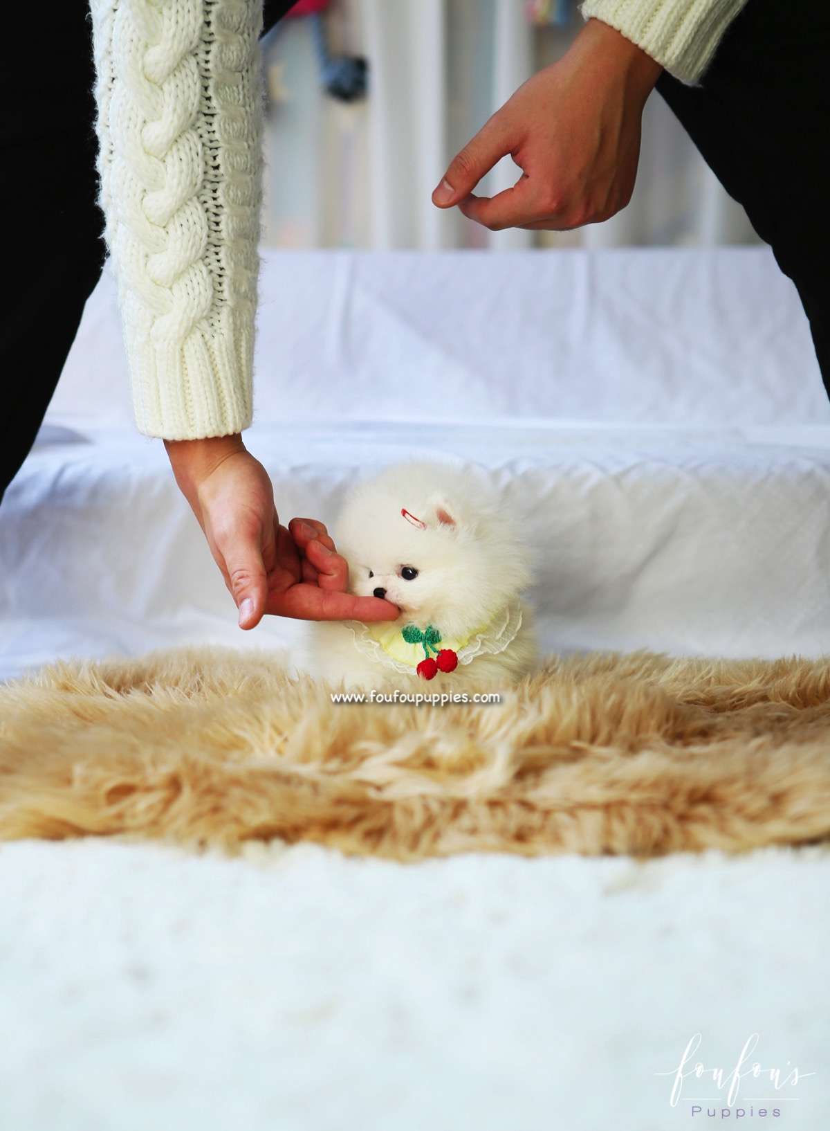 Twinkle - Pomeranian F.