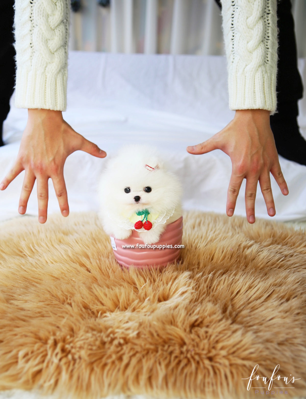 Twinkle - Pomeranian F.