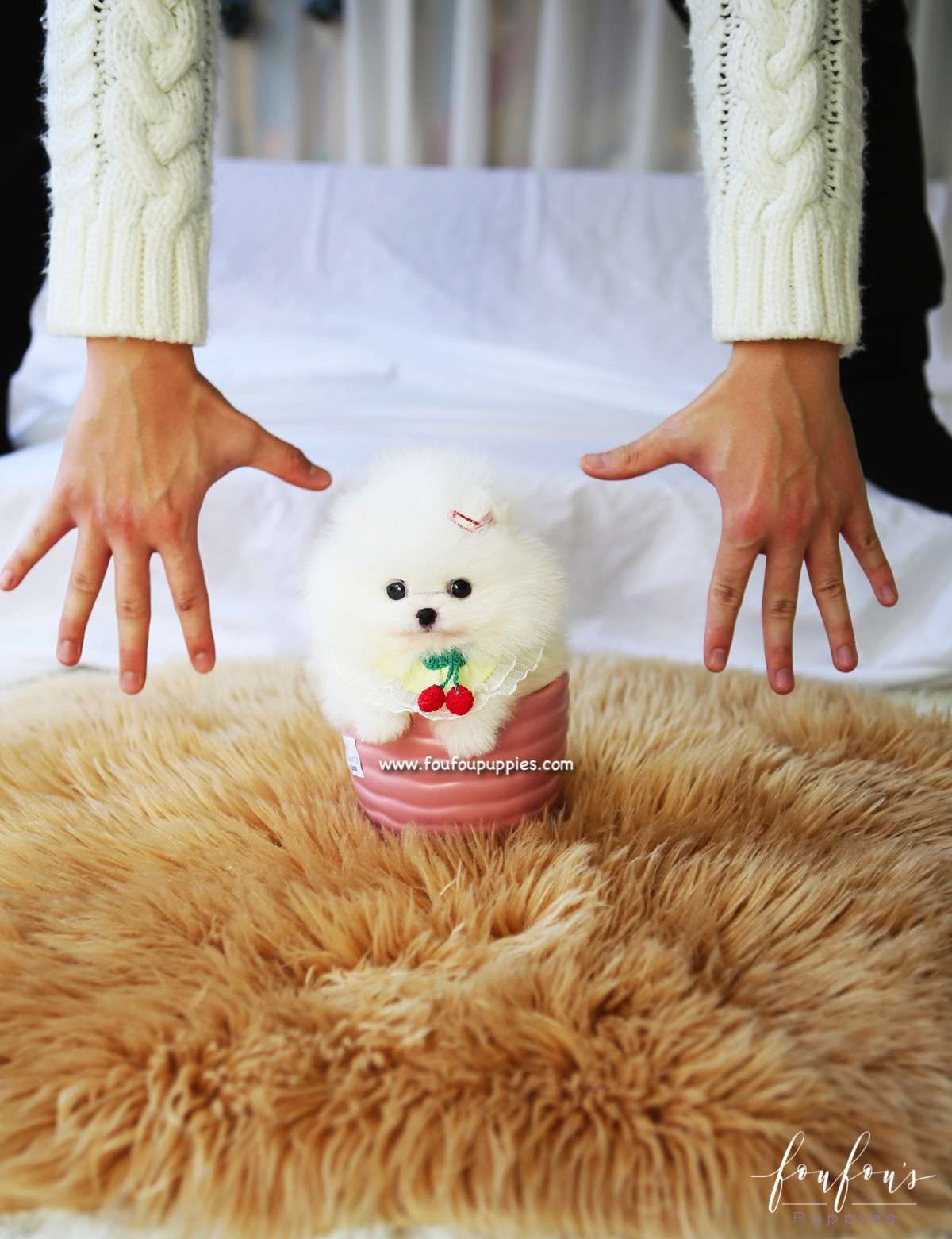 Twinkle - Pomeranian F.