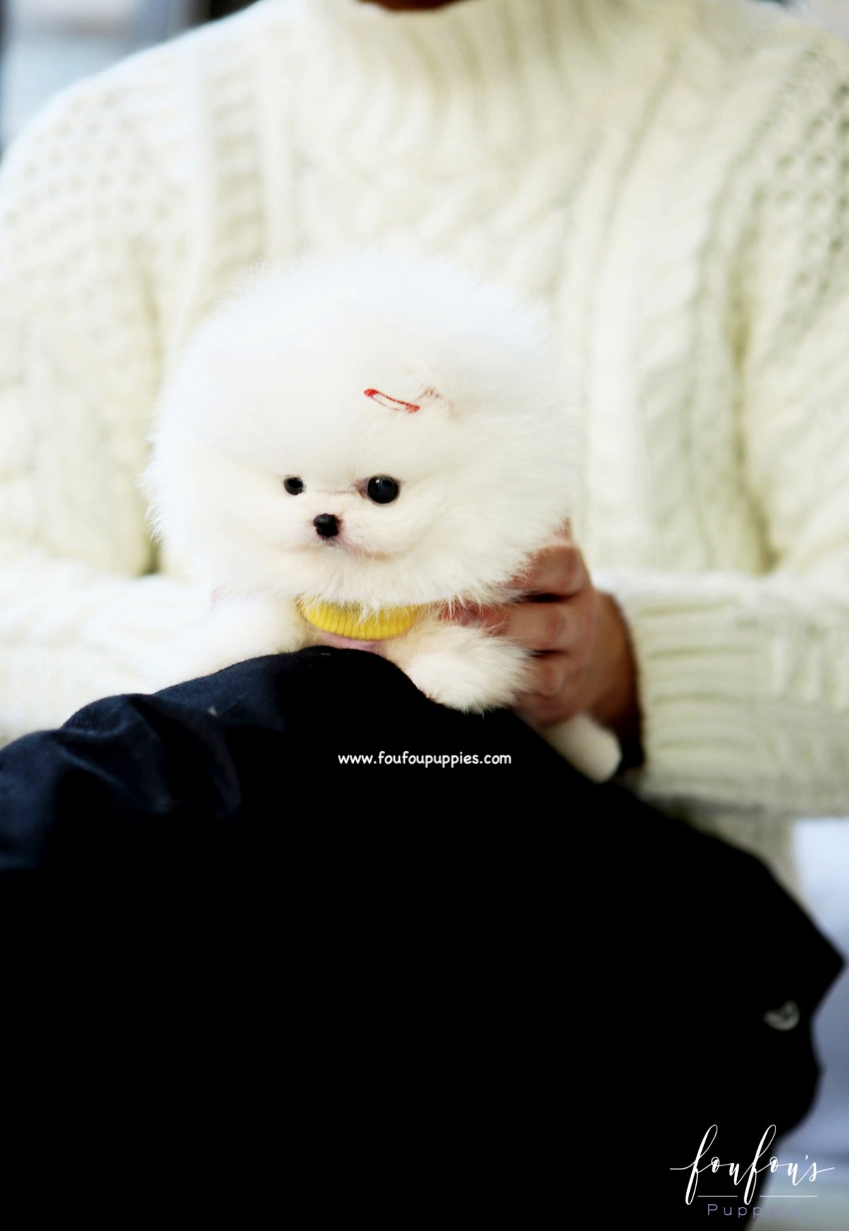 Twinkle - Pomeranian F.