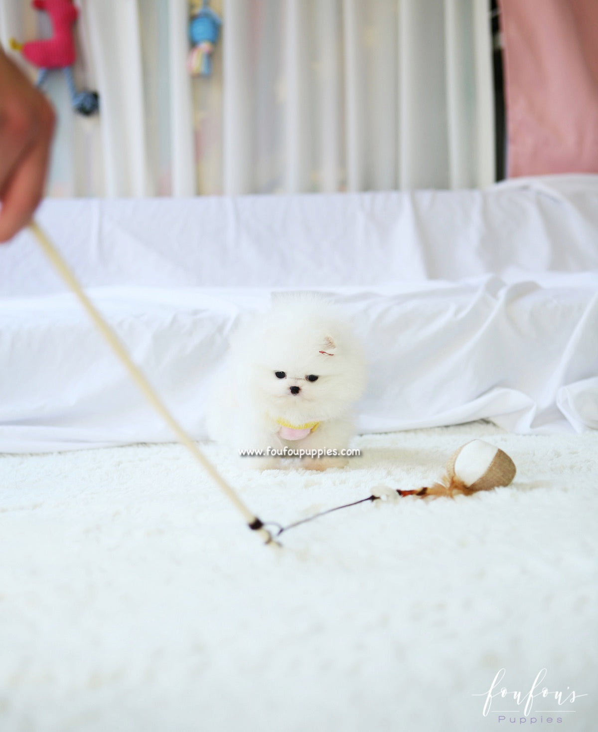 Twinkle - Pomeranian F.