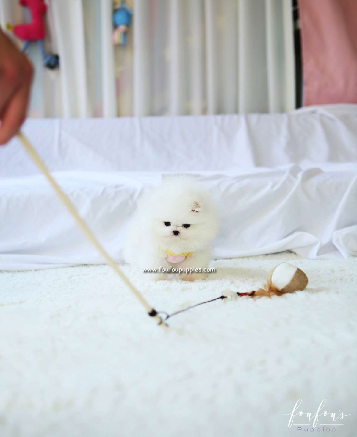 Twinkle - Pomeranian F.