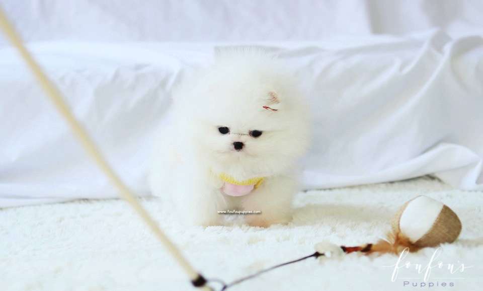 Twinkle - Pomeranian F.