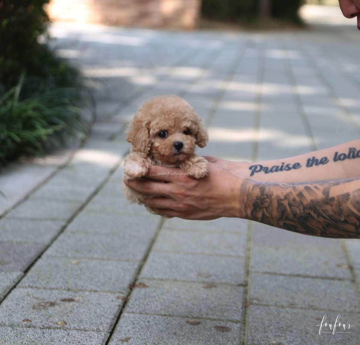 Nelly - Poodle F.