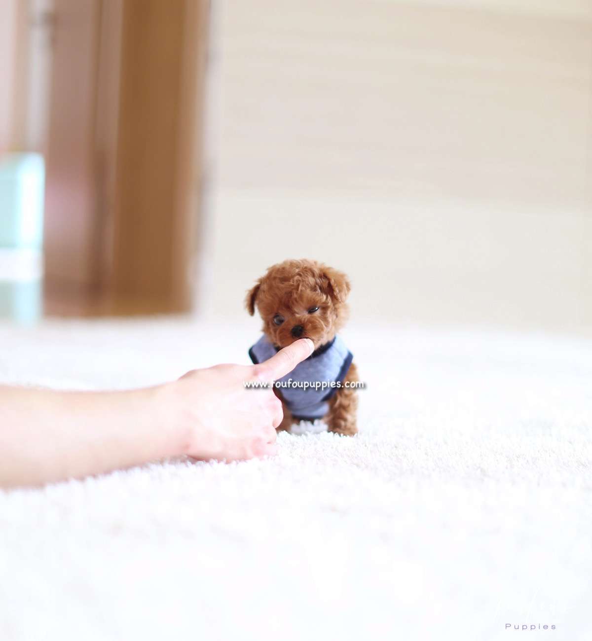 Pooh - Poodle M.