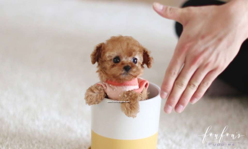 Nelly - Poodle F.