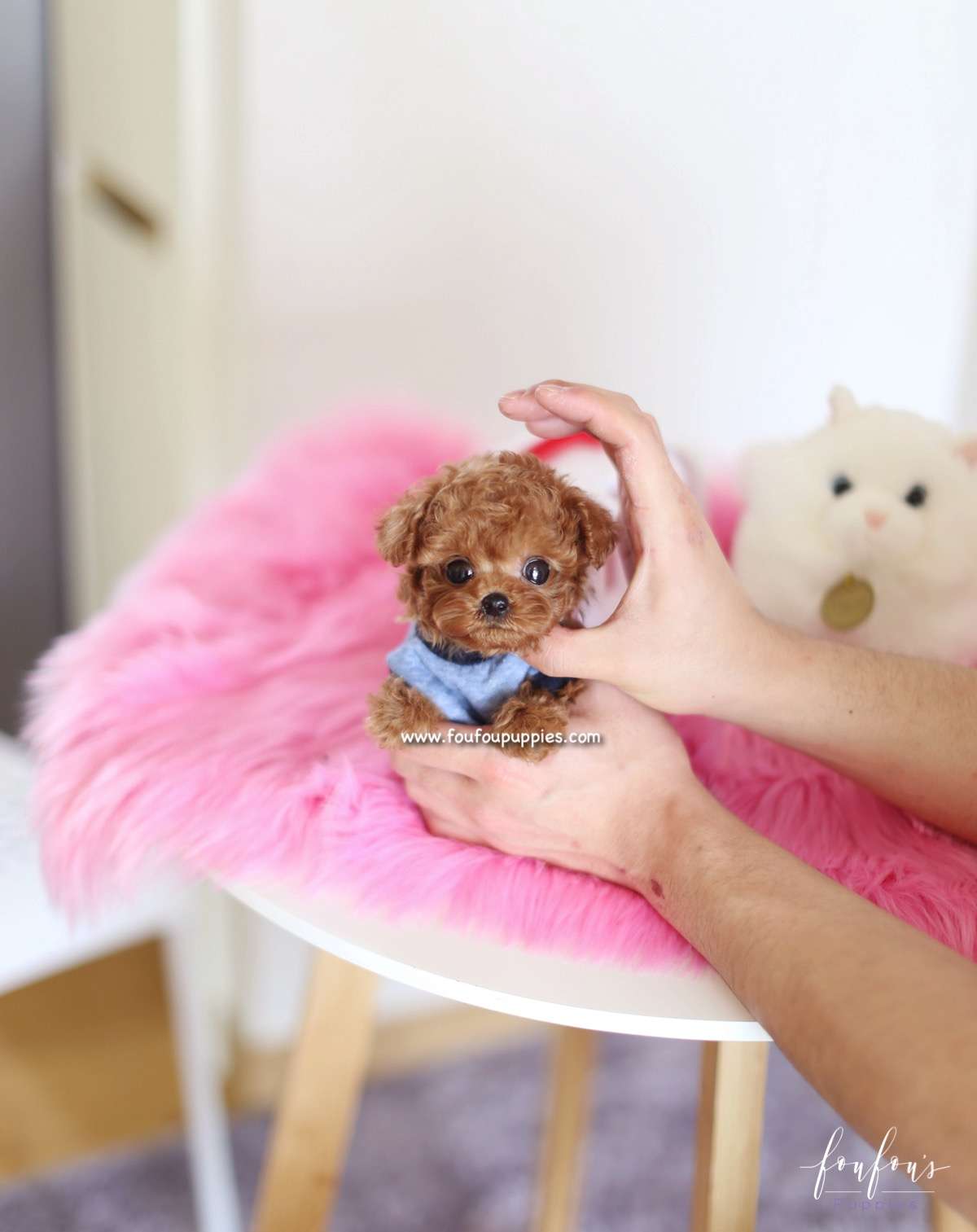 Pooh - Poodle M.