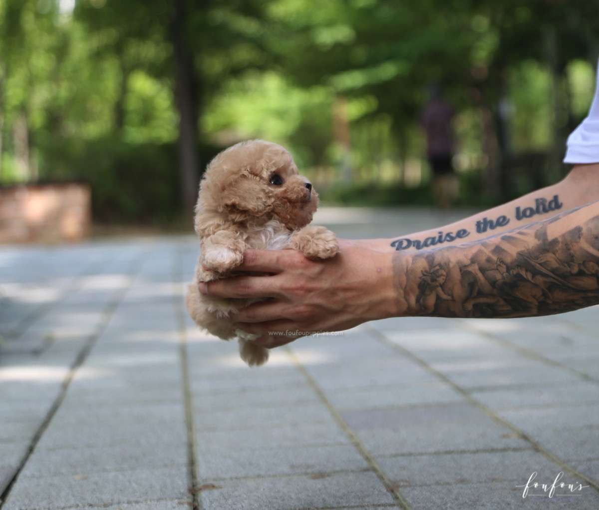 Nelly - Poodle F.