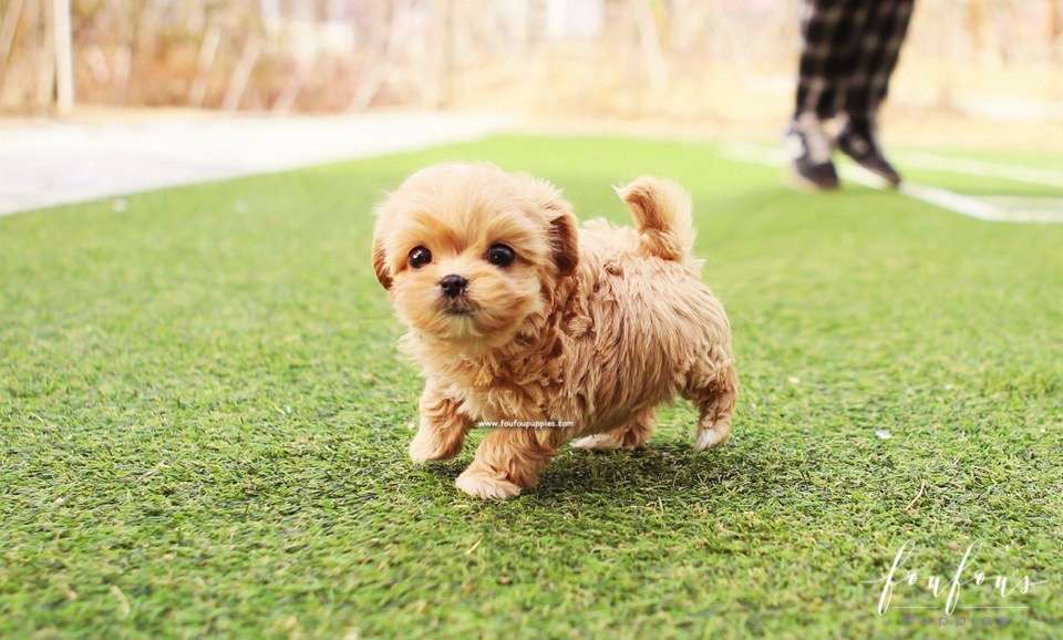 Nelly - Maltipoo F.