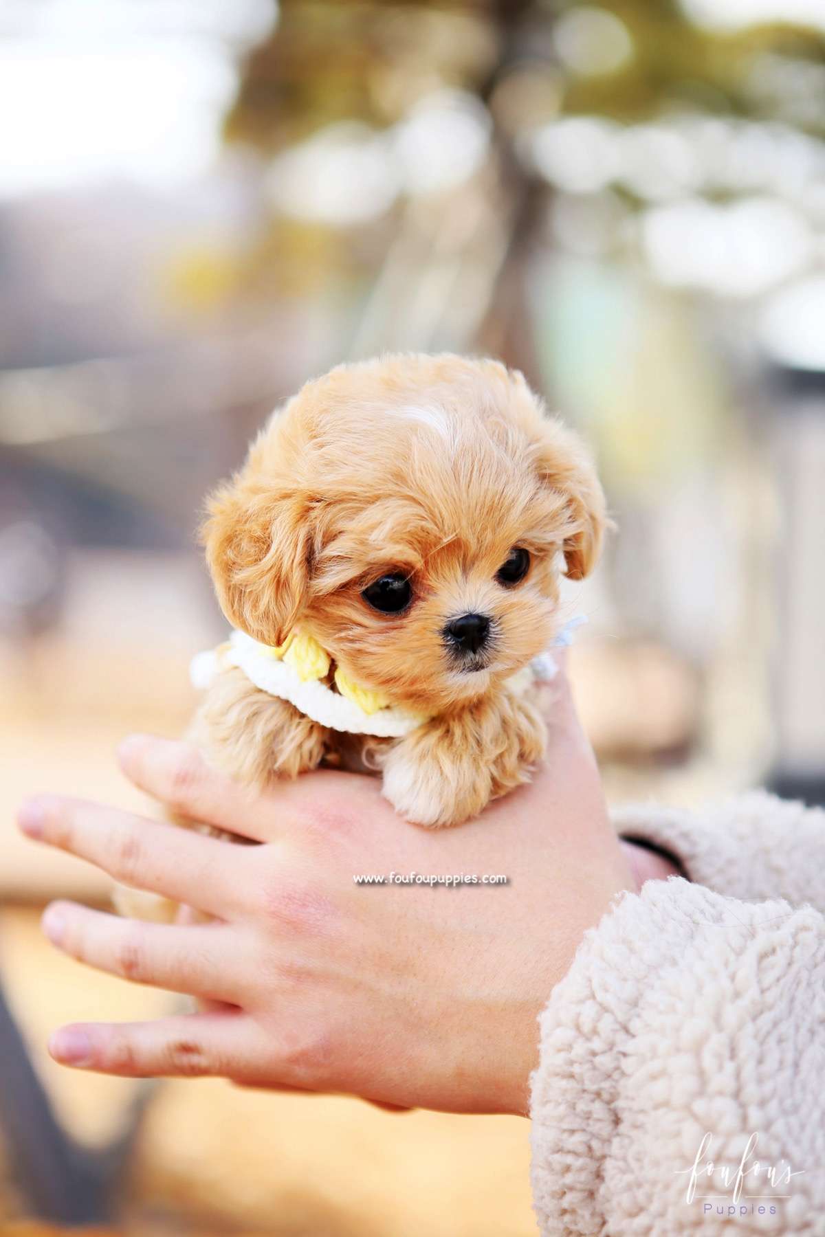 Nelly - Maltipoo F.