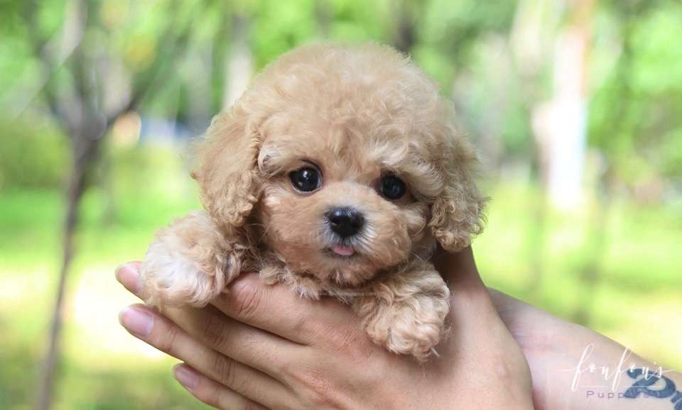 Nelly - Poodle F.