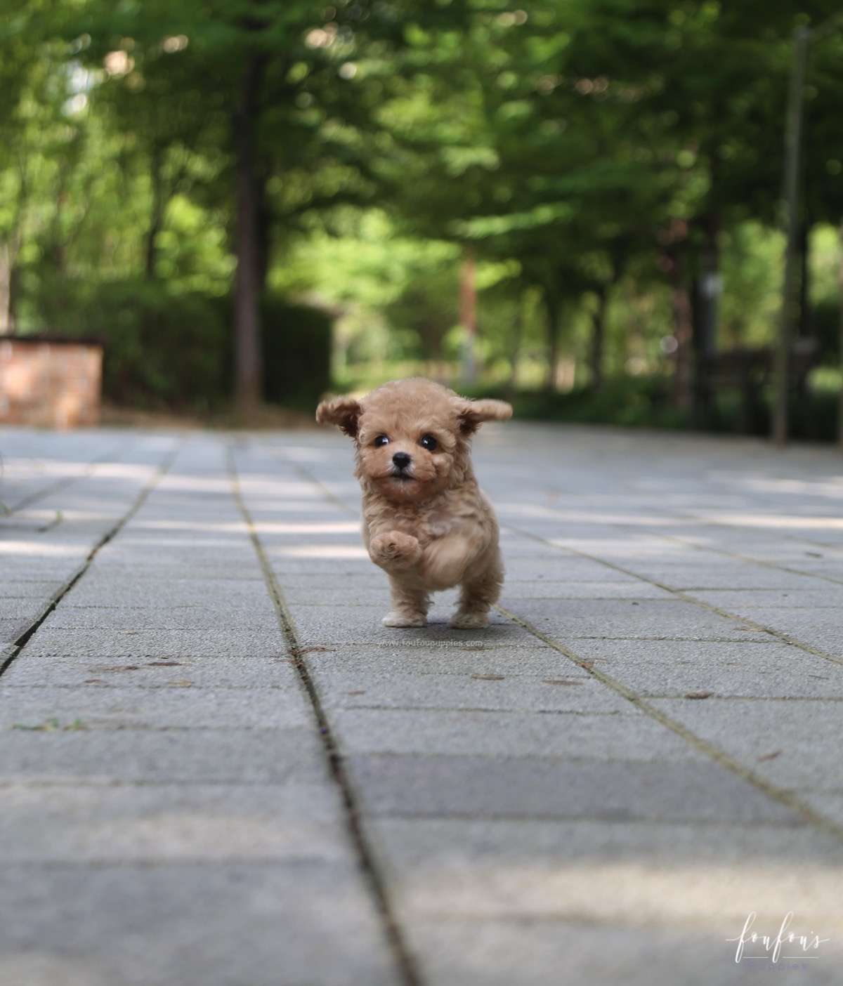 Nelly - Poodle F.