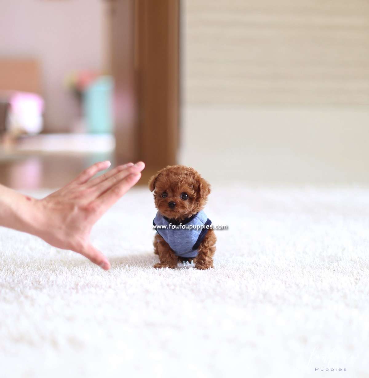 Pooh - Poodle M.